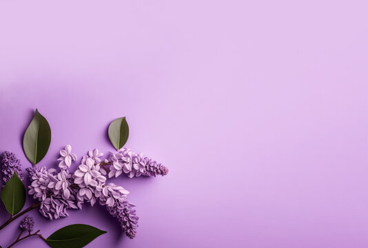 Pretty light purple Lilac flower blooms, on purple background.  Image created with generative ai. 