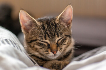 young cute kitten is very relaxed and sleeping