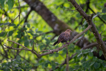 A blackbird sits  in a tree