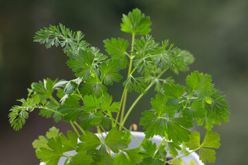 Fototapeta na wymiar Petroselinum crispy in a pot on a blurry green background close-up