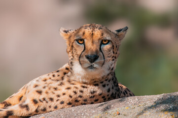 cheetah lies on a stone and relaxes