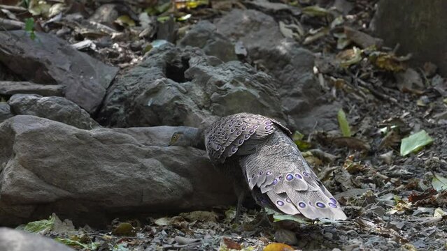 Grey Peacock Pheasant. Scientific Name : Polyplectron bicalcaratum   living on the ground in nature.