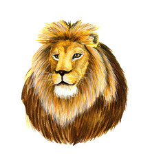 Lion Animals King. Lion portrait. Watercolor illustration. Wildlife animal