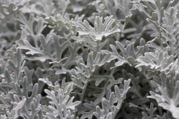 Leaves of Jacobaea maritima, commonly known as silver ragwort natural floral macro background