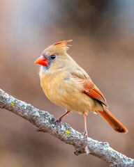 Female Northern Cardinal