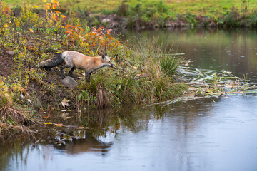Red Fox (Vulpes vulpes) Stares Right Across Water on Island Autumn