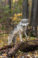 Grey Wolf (Canis lupus) Stands with Paws on Log Ears to Sides Autumn