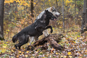 Black Phase Grey Wolf (Canis lupus) Jumps Over Log Next to Gray Autumn