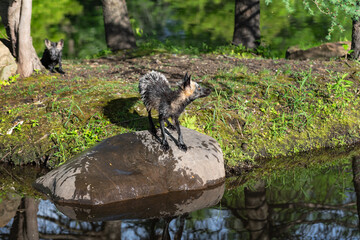Cross Fox (Vulpes vulpes) Looks Up to Right On Rock Kit in Background Summer