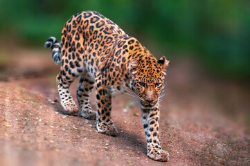 one beautiful leopard runs through the forest