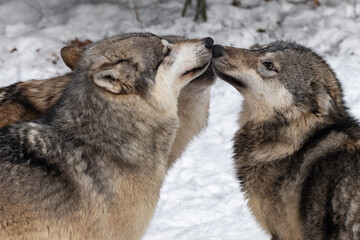 Grey Wolves (Canis lupus) Noses Together Winter