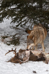 Grey Wolf (Canis lupus) Pulls Meat From Body of White-tail Deer Winter