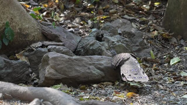 Grey Peacock Pheasant. Scientific Name : Polyplectron bicalcaratum   living on the ground in nature.