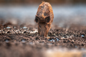 a wild boar in a deciduous forest in autumn
