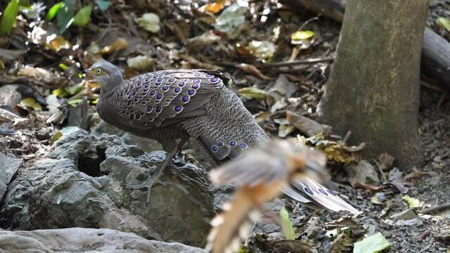 Grey Peacock Pheasant. Scientific Name : Polyplectron bicalcaratum   living on the ground in nature.