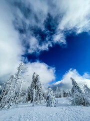 Winter © Aleksandra