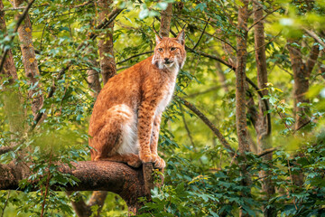one handsome lynx hides in colorful spring forest