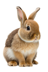 A spring-themed illustration featuring adorable isolated bunnies and rabbits surrounded by colorful flowers, including roses, all set on a transparent background and provided in PNG. Generative AI