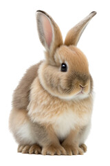 Obraz premium A spring-themed illustration featuring adorable isolated bunnies and rabbits surrounded by colorful flowers, including roses, all set on a transparent background and provided in PNG. Generative AI