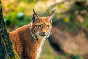 one handsome lynx stays in colorful spring forest