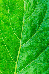 Fototapeta na wymiar Green macro leaf,Leaves Series ,Close up photo of water drops on a green leaf