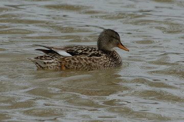 Fototapeta premium Gadwall (Mareca strepera)