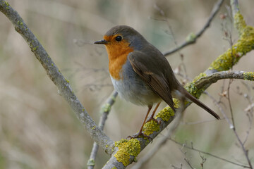 European robin (Erithacus rubecula) on a branch