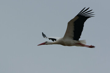 White Stork (Ciconia ciconia) flying