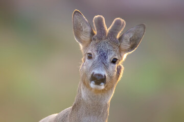 one portrait of a pretty roebuck in summer
