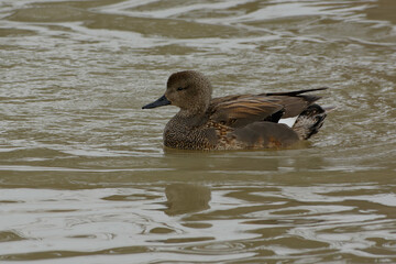 Gadwall (Mareca strepera)