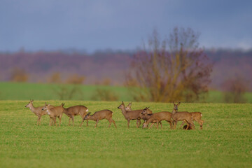 a group of deer in a field in spring