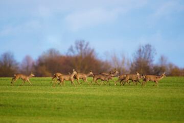 a group of deer in a field in spring
