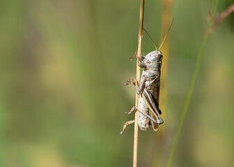 grasshopper on the grass