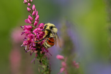 Fototapeta premium bee on flower