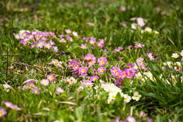 Obraz premium Spring floral background. First spring flowers. Flowers in spring.