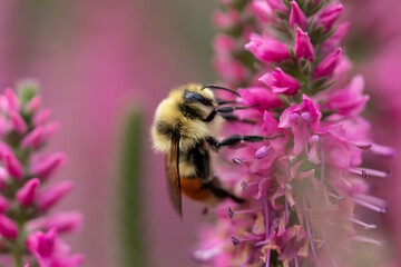 bee on pink flower