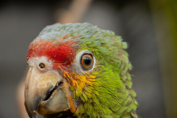 Plano detalle de ojo de loro de color verde con plumas rojas y amarillas