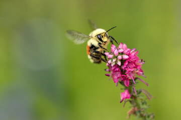 bee on a flower