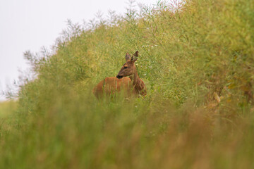 one beautiful deer doe stands at a green rape field in summer