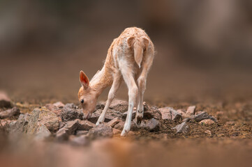 one young fallow deer calf explores the forest