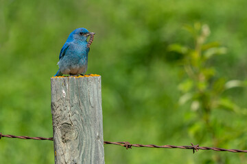 Obraz premium blue bird on a fence