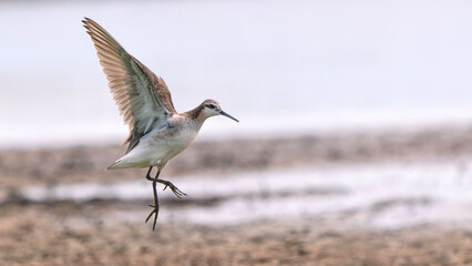 shore bird 