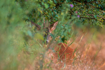 one young roebuck hides in a meadow in summer