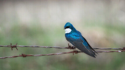 blue jay on a branch