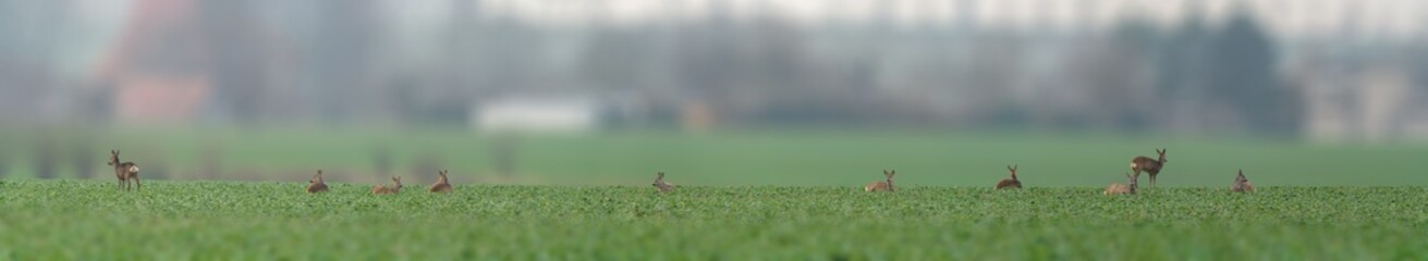 group of roe deer in a field in autumn