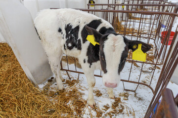 Cow of holstein breed in raising room at dairy farm.