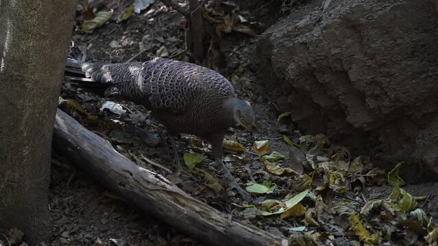 Grey Peacock Pheasant. Scientific Name : Polyplectron bicalcaratum   living on the ground in nature.