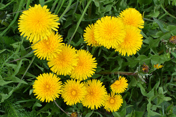 Dandelion (Taraxacum officinale) grows in nature in spring