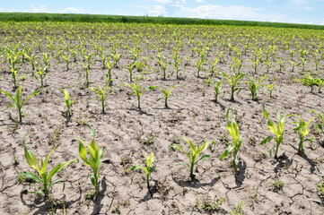 Fototapeta na wymiar In the field, young corn is treated with herbicides to protect against weeds