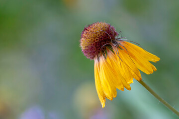 bee on flower